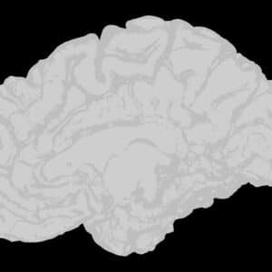 Photo Cognitive Learning Techniques
