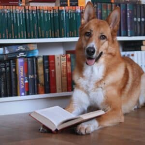 Photo Reading Training